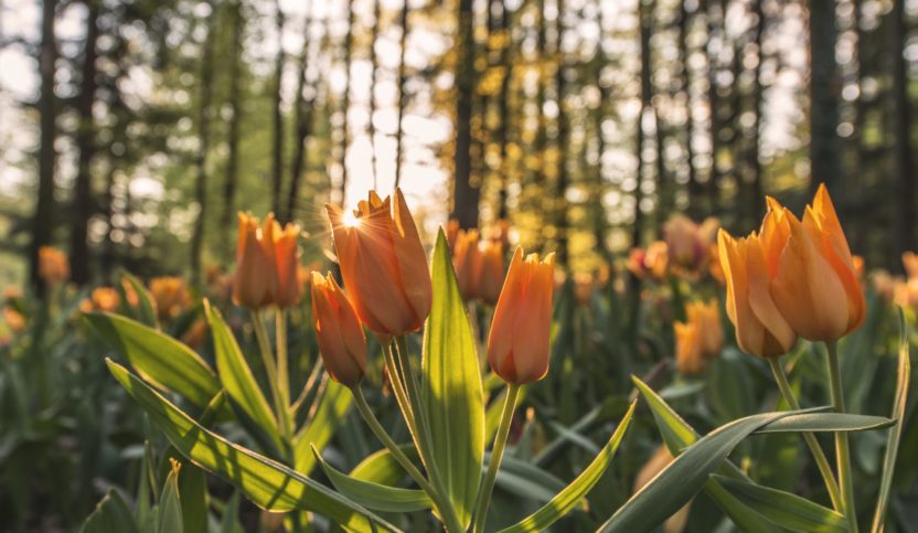 A field of orange tulips.