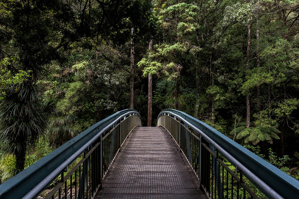 Bridge in forest.