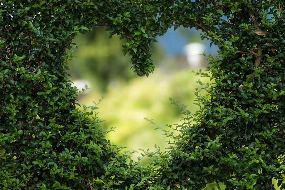 A heart-shaped hedge.