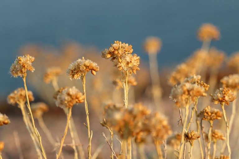 flower field