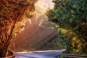 sun shining through trees with winding road