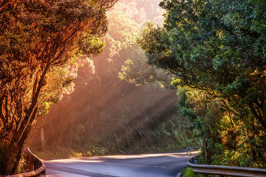 sun shining through trees with winding road