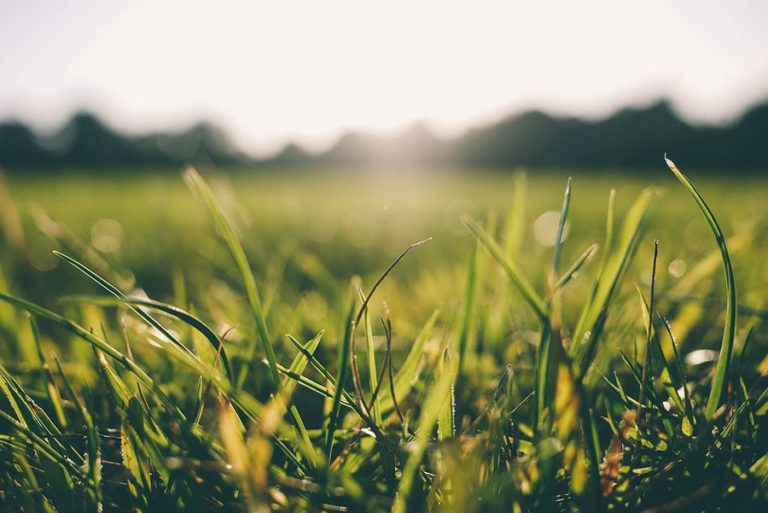 sunlight shining on grass