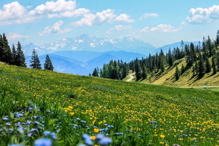 A hilly meadow.
