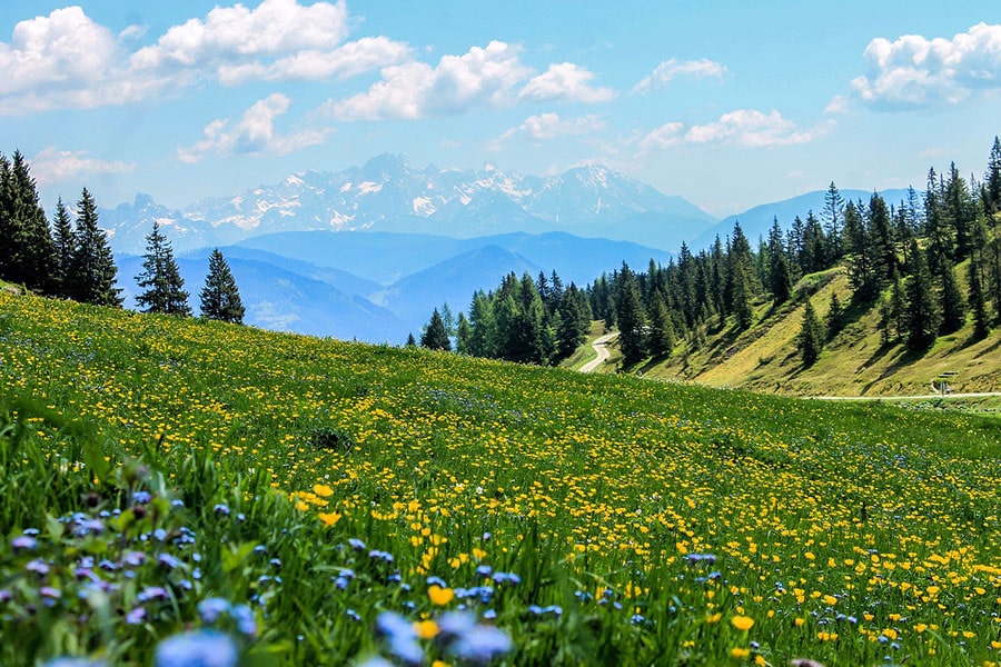 A hilly meadow.